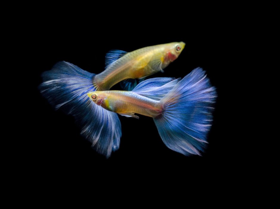 Гуппи оранжевый альбинос