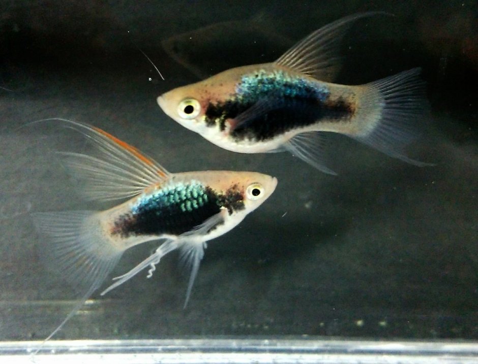 Гуппи тукседо смокинг