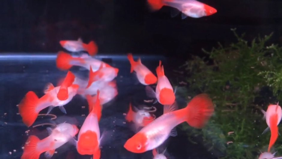 Рыбки Королевские гуппи