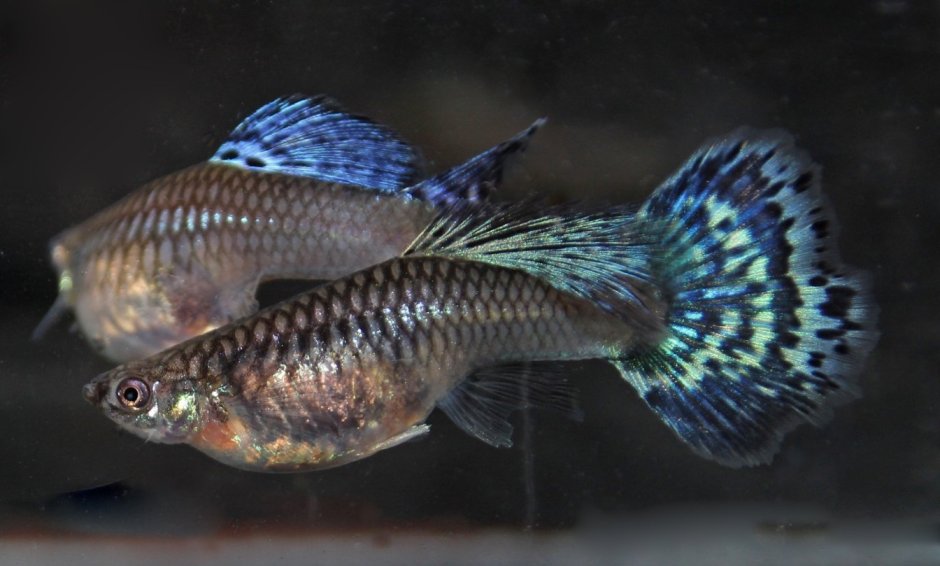 Гуппи черный принц