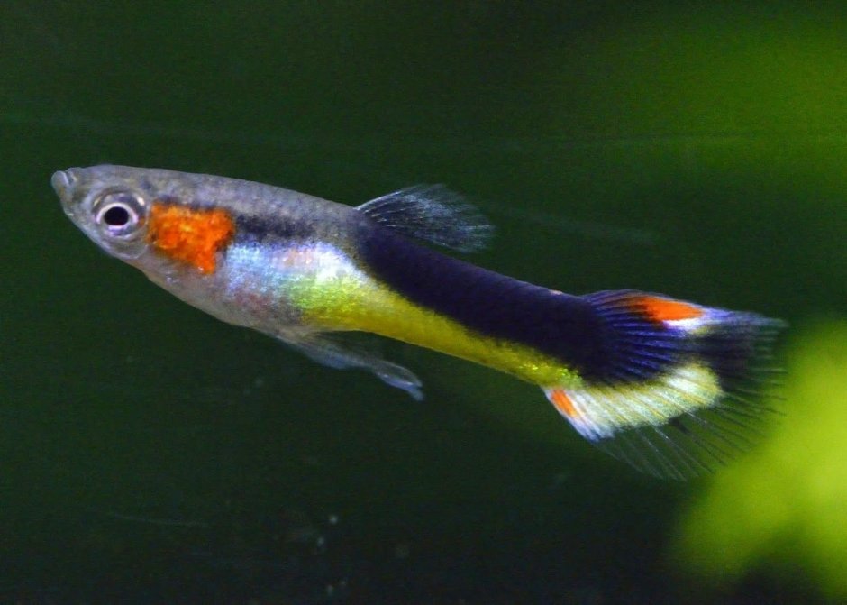 Poecilia reticulata Dragon Guppy