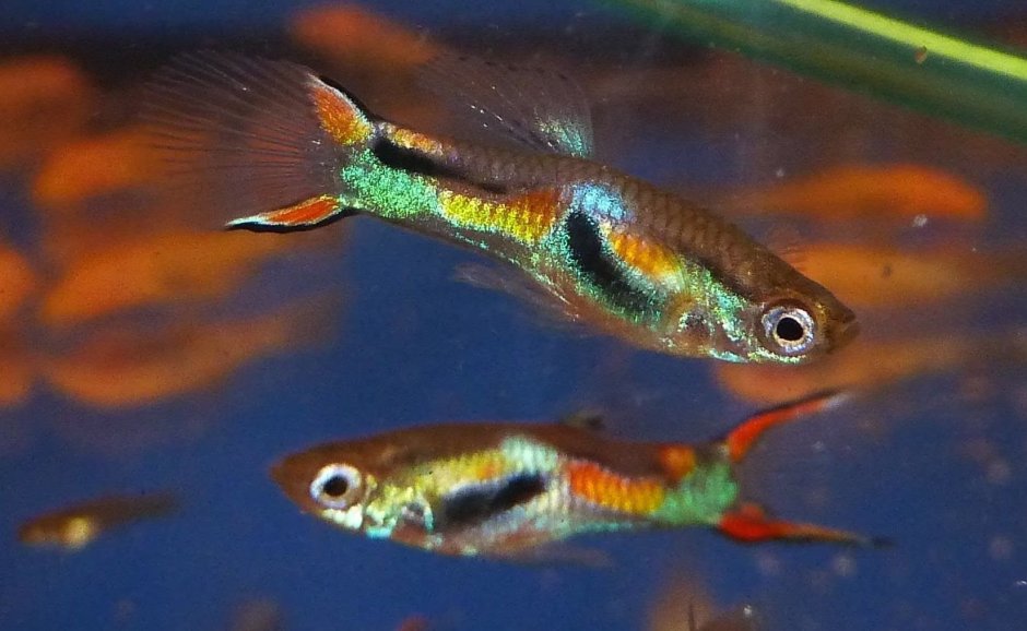 Гуппи тукседо вельвет