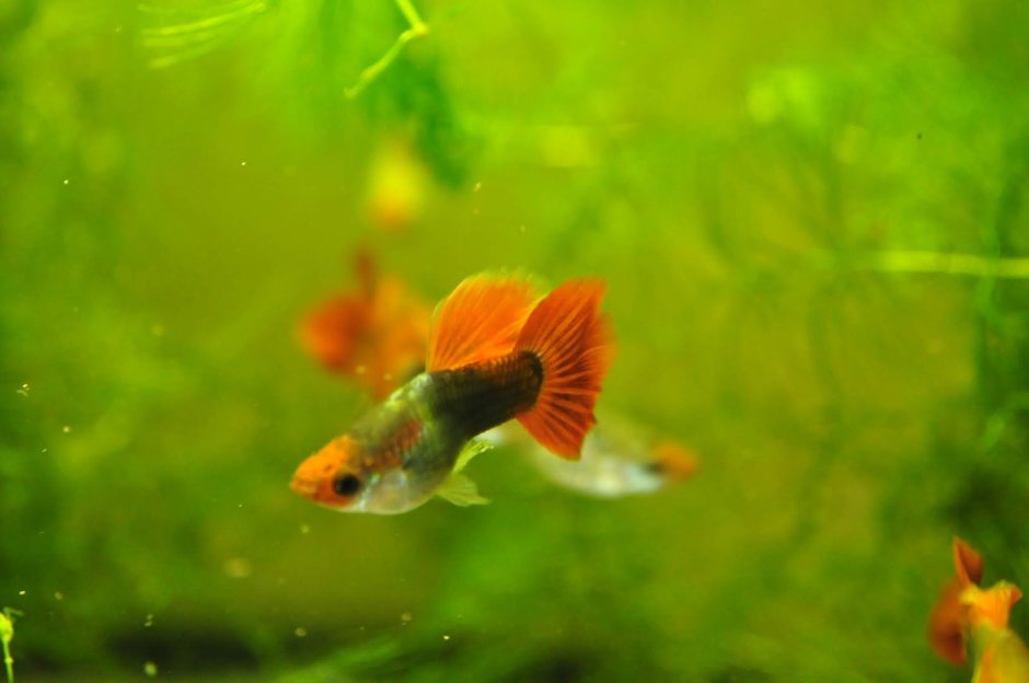 Гуппи Эндлера гибриды