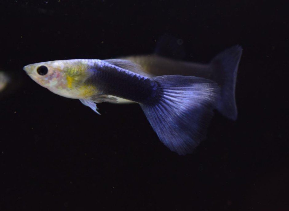 Гуппи Такседо