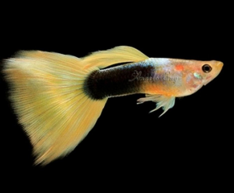 Московские круглохвостые гуппи