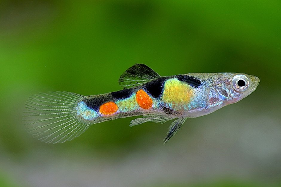 Гуппи Red Tail