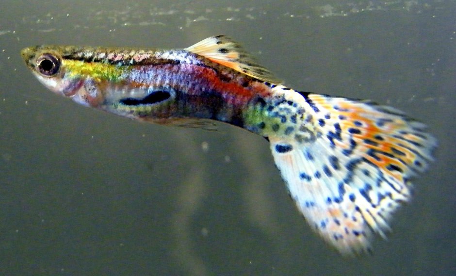 Рыбки гуппи обыкновенные