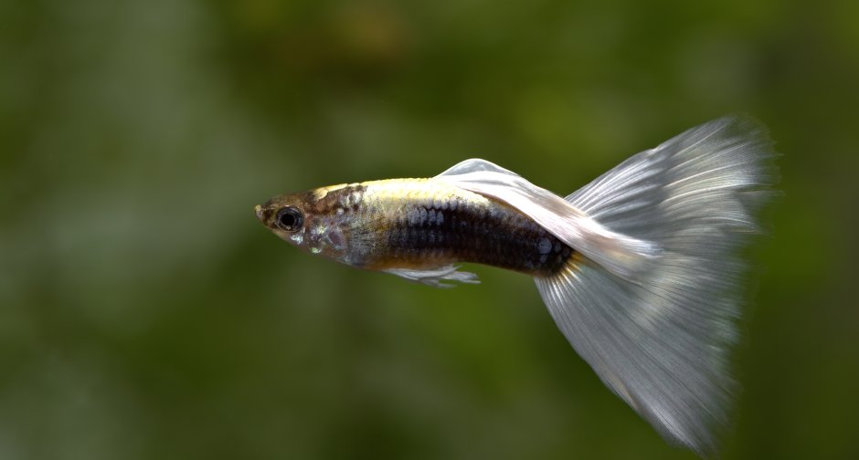 Рыбки гуппи кои