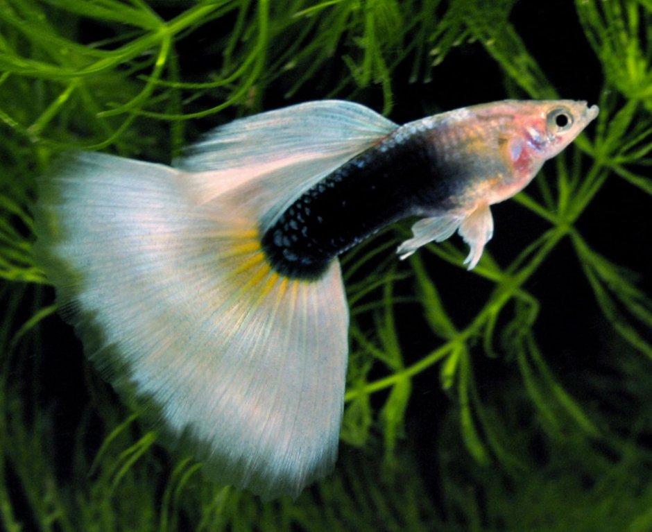 Гуппи Блю Диамант