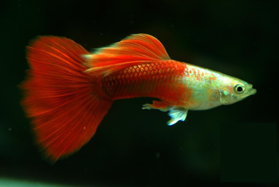 Гуппи Red Koi