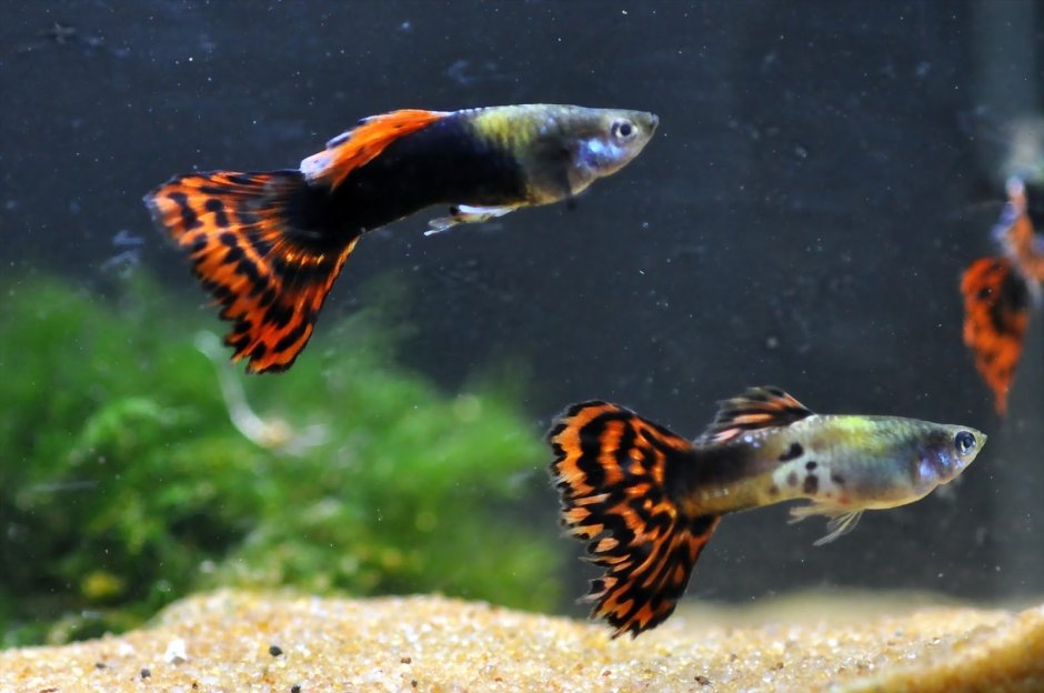 Гуппи красная Кобра