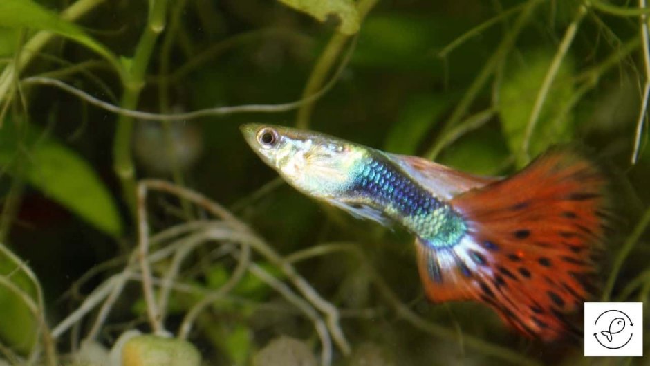 Гуппи Блю топаз