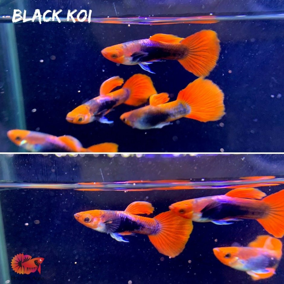 Гуппи Koi Red Tuxedo