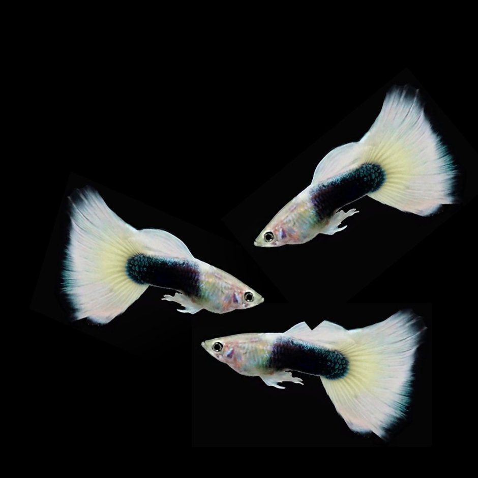 Гуппи Такседо