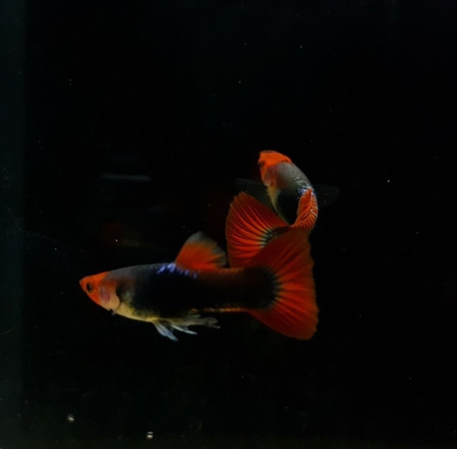 Гуппи тукседо