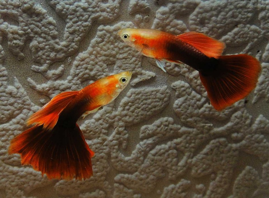 Гуппи Такседо кои