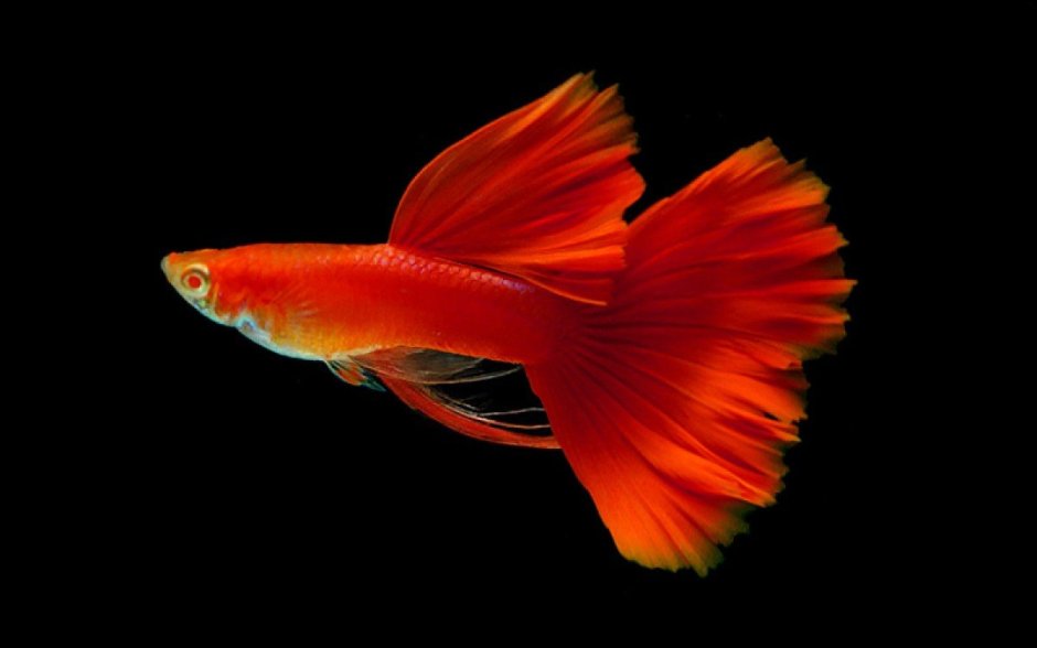 Королевский гуппи красный дракон