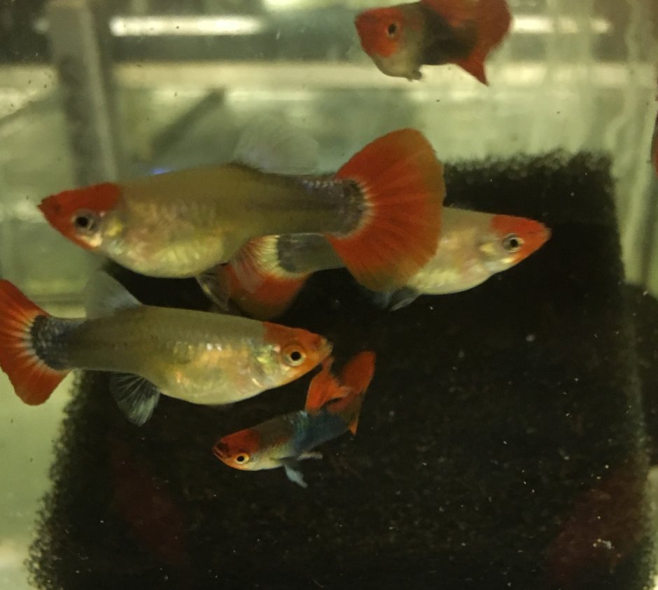 Гуппи рыбки