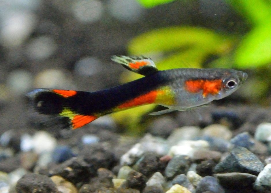 Гуппи кои тукседо