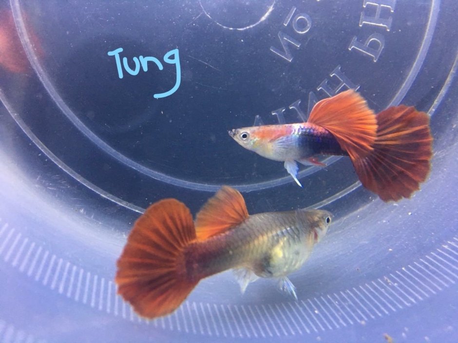 Гуппи Эндлера самка