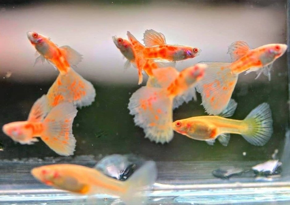 Гуппи халф Мун