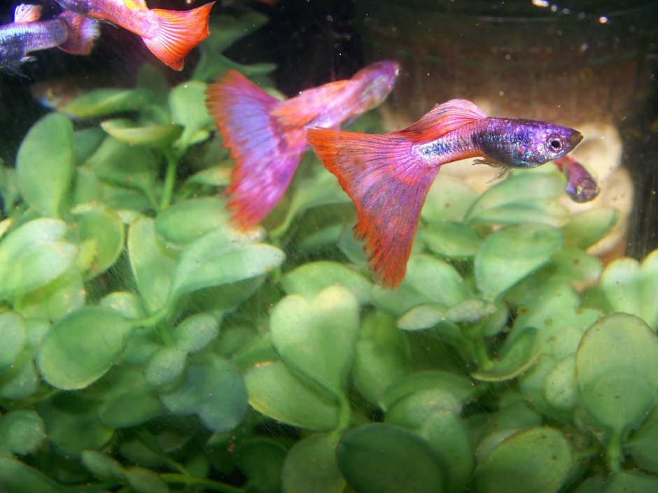 Гуппи самка