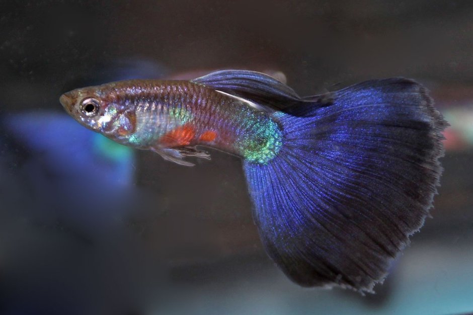 Гуппи Red Mosaic