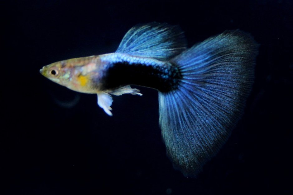 Гуппи дракон