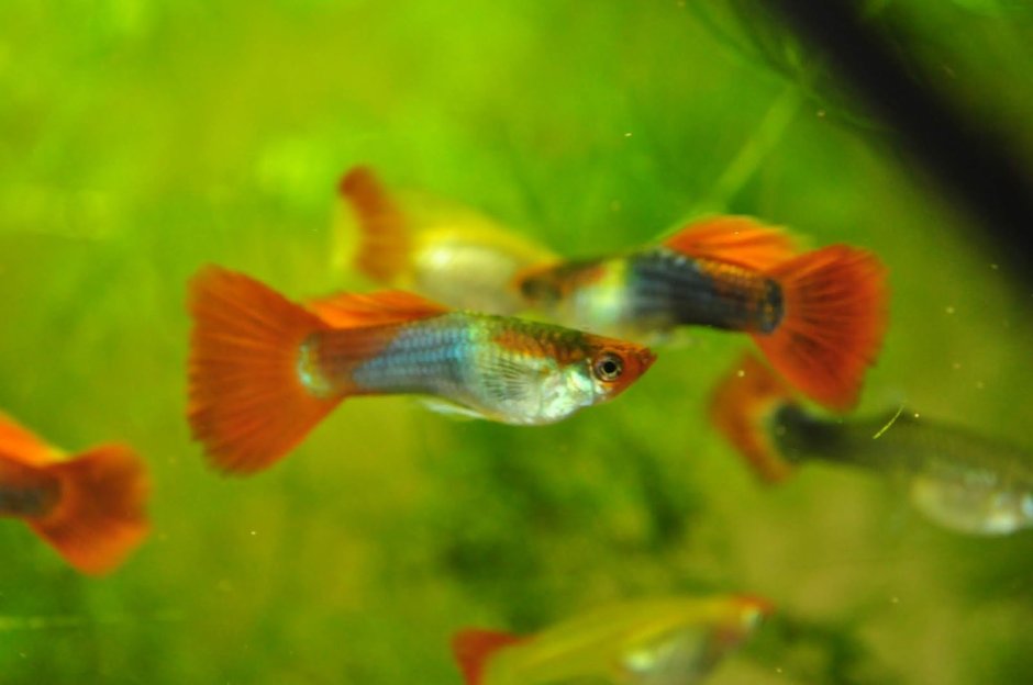 Рыбки гуппи кои