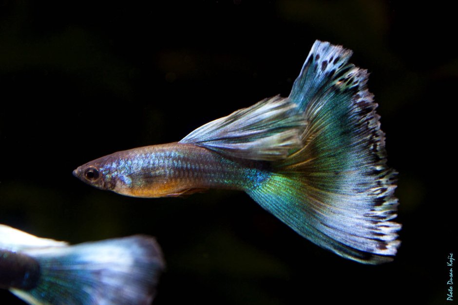 Пецилия и гуппи