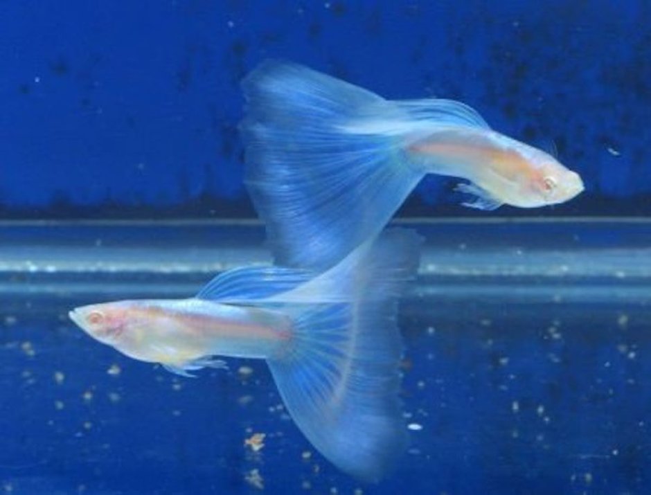 Гуппи Шри Ланка