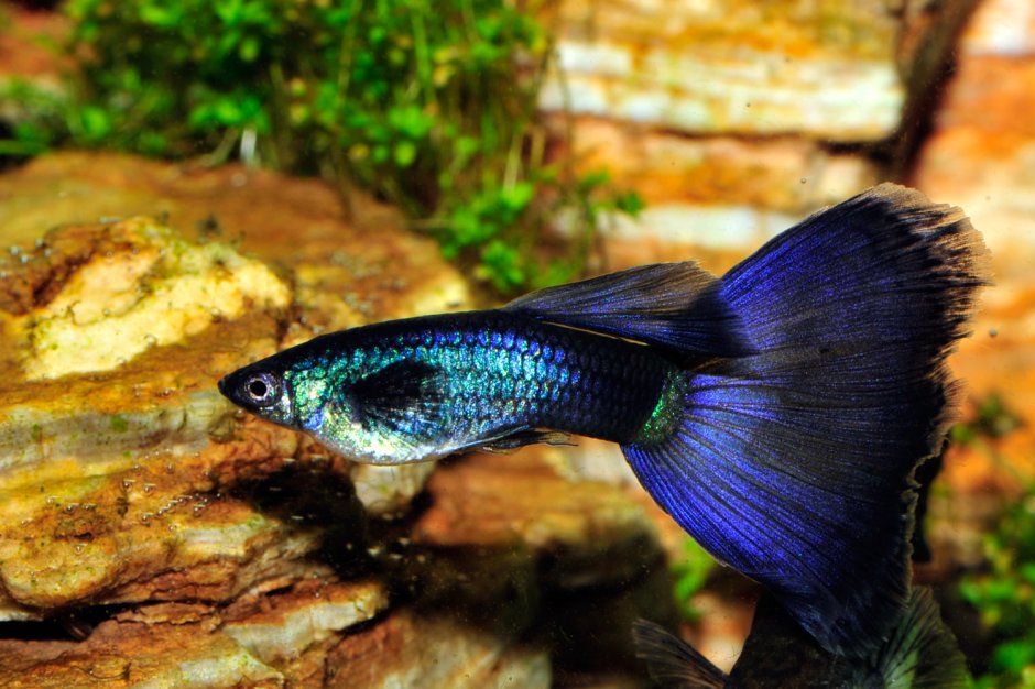 Гуппи рыбки самцы