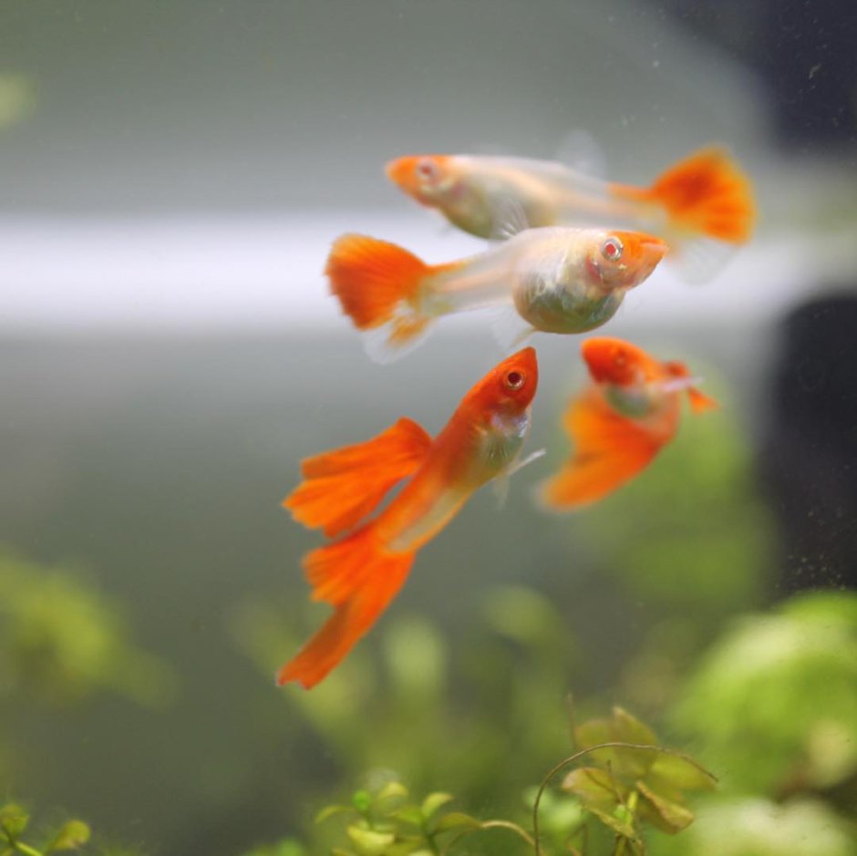 Гуппи аквариумные рыбки