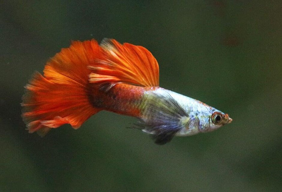 Гуппи Metal Red Lace