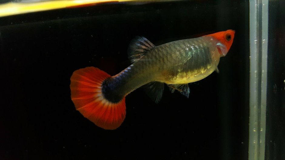 Гуппи веерохвостые
