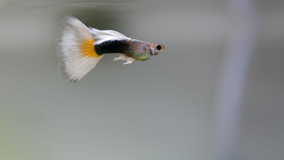 Гуппи кои тукседо