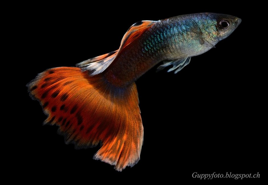 Гуппи Blue Tuxedo