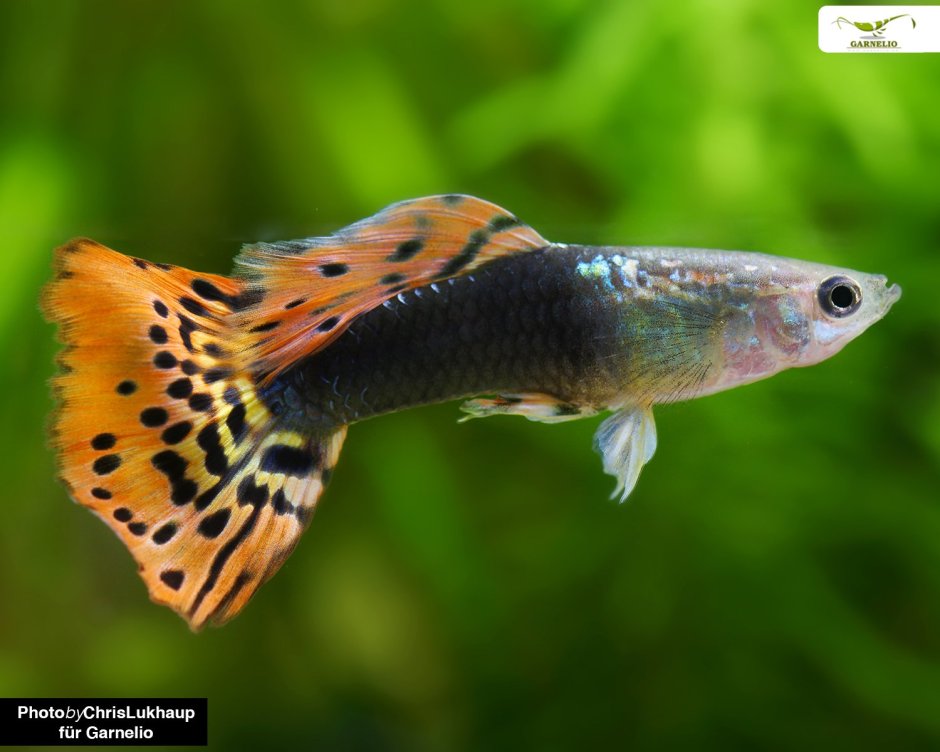 Гуппи кои тукседо