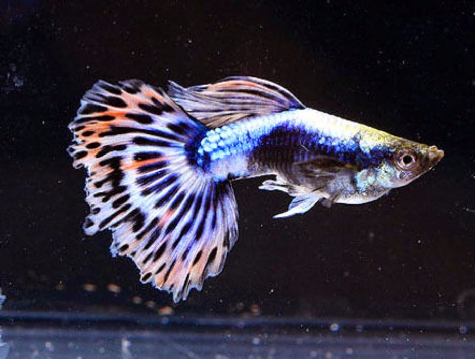 Гуппи кои смокинг