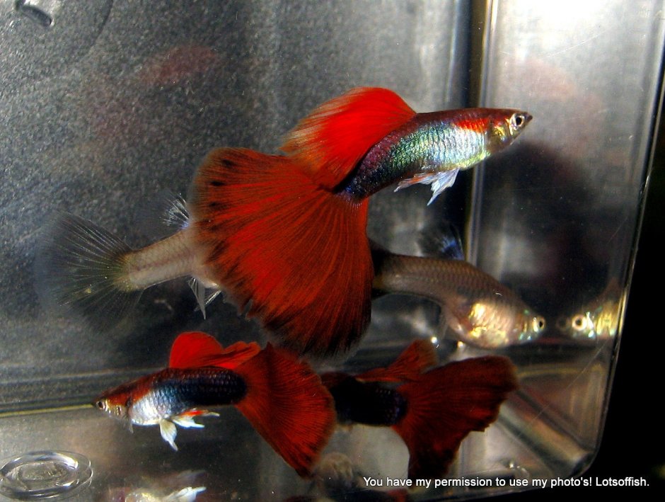 Гуппи ред тукседо