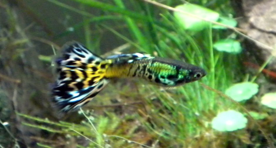 Аквариумные рыбки губи