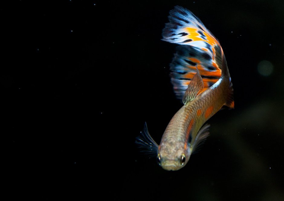 Гуппи аквариумные рыбки разновидности