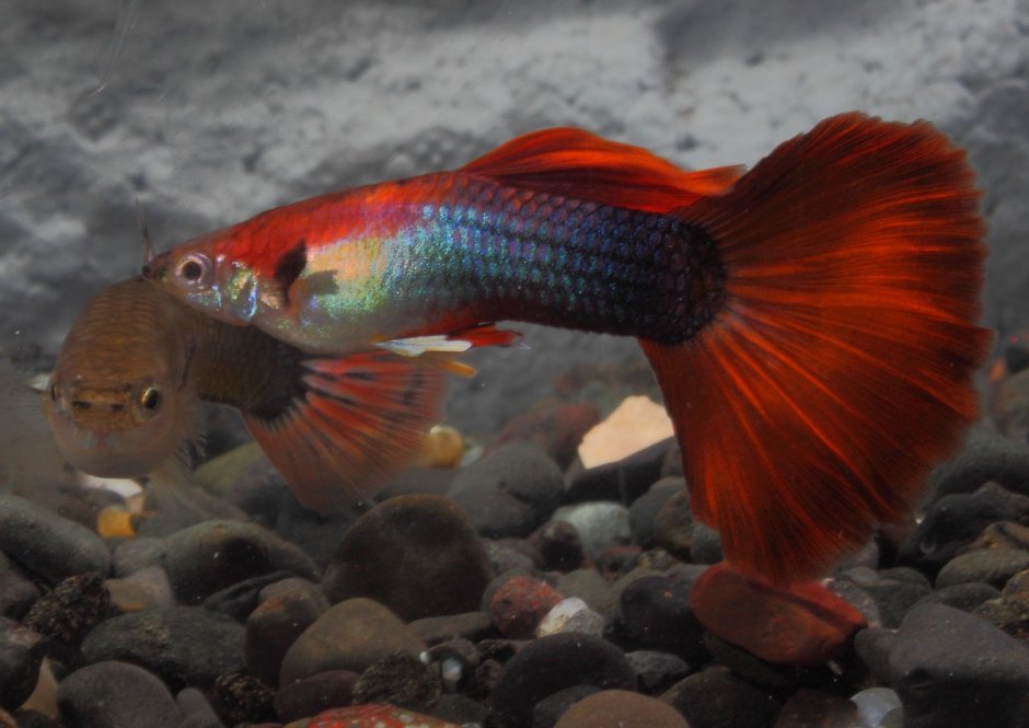 Гуппи ассорти самцы