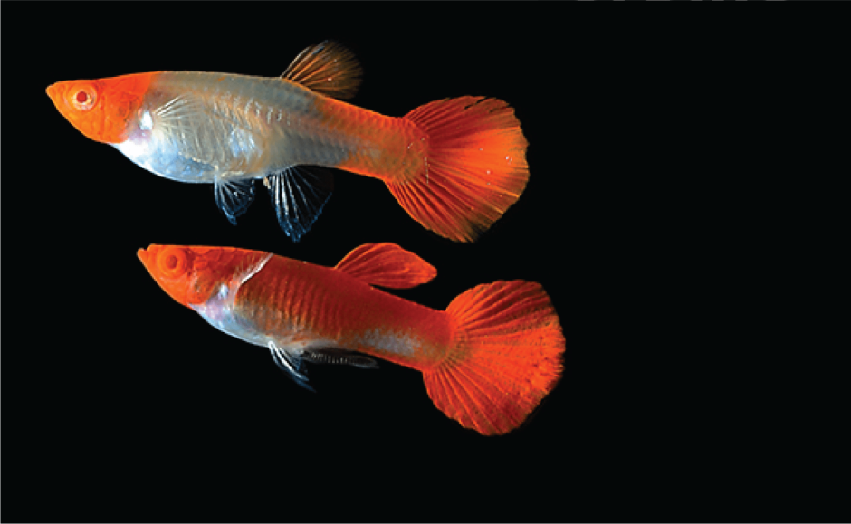 Гуппи Московская синяя самка