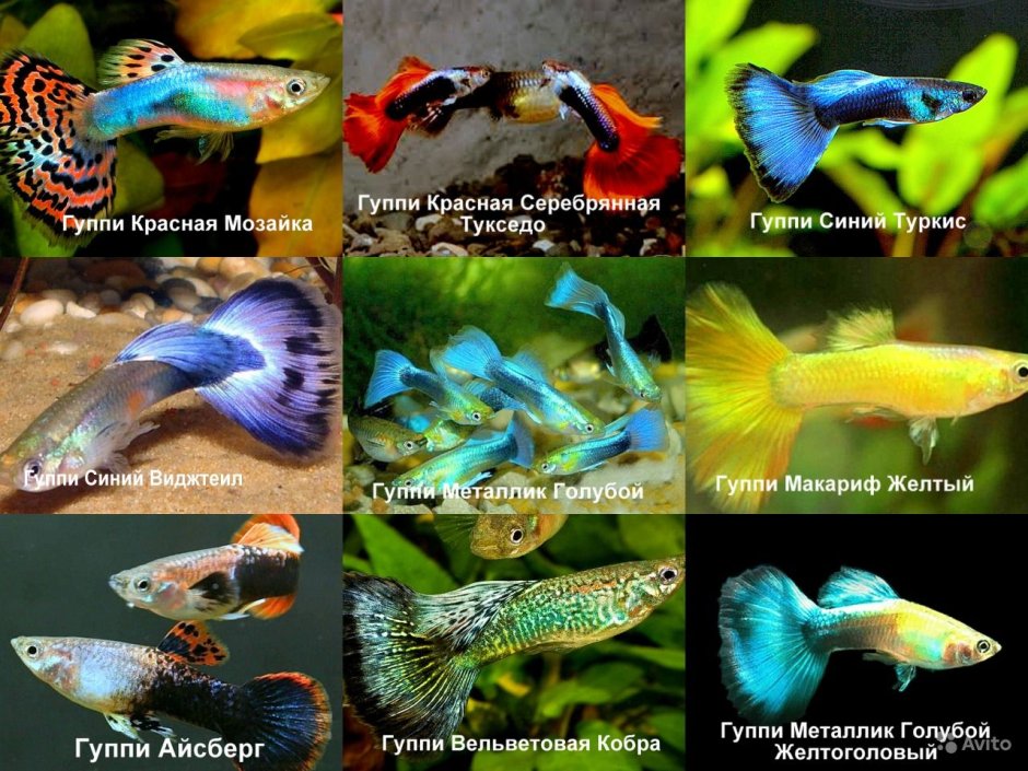 Аквариумные рыбки гуппи на белом фоне