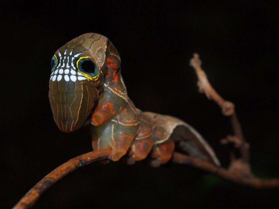 Phyllodes Imperialis гусеница