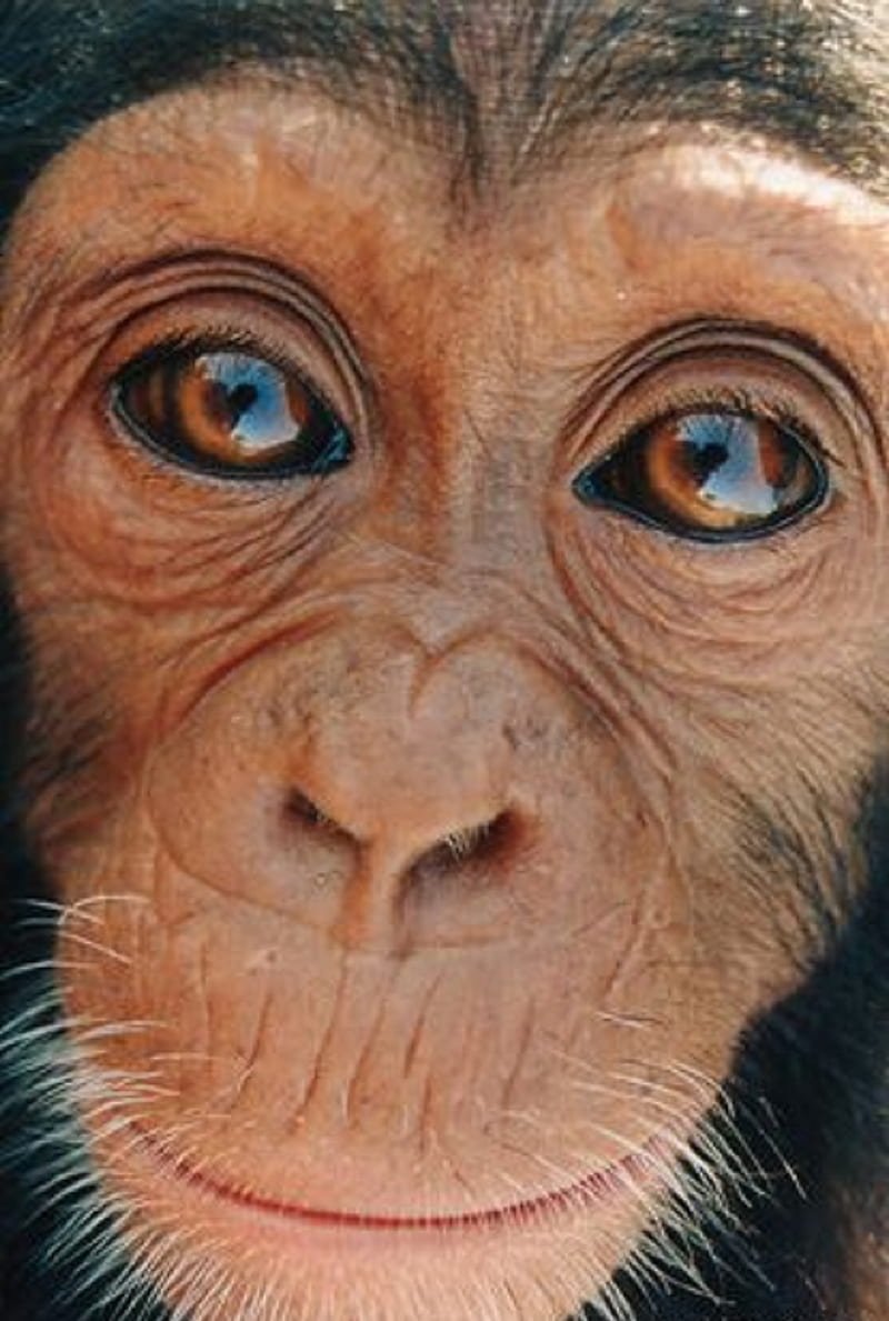 Глаз обезьянки