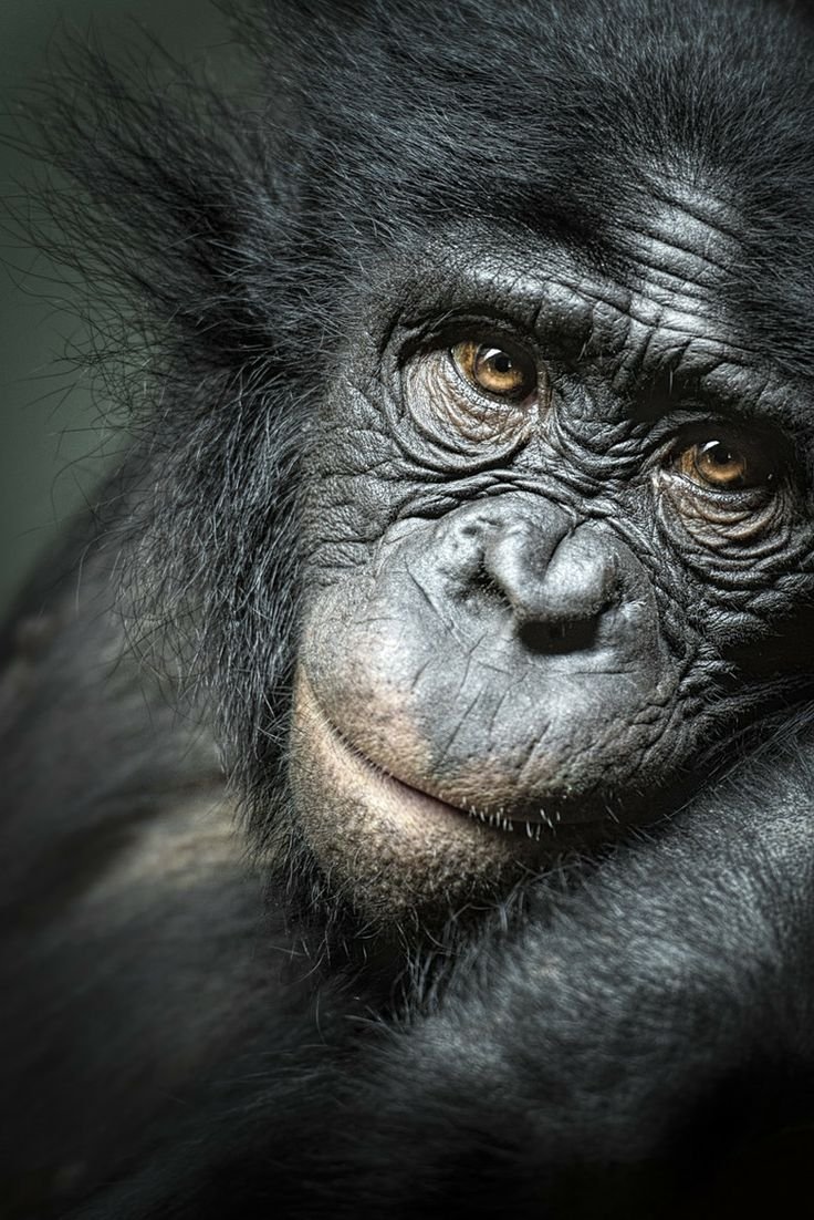 Глаза обезьяны