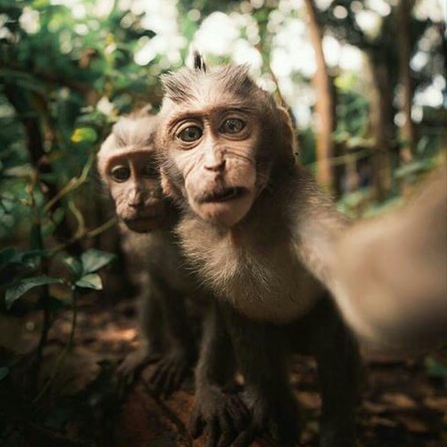 Глаза приматов