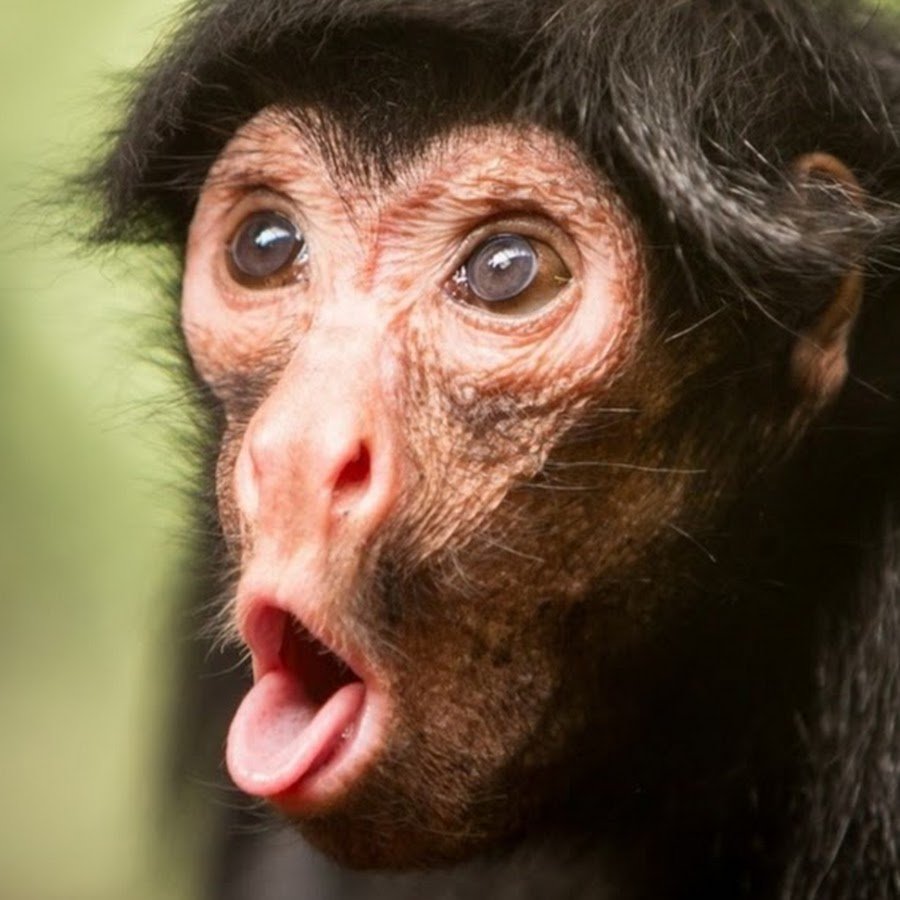 Крашеная обезьянка